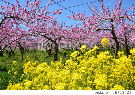 菜の花と桃畑 菜の花と桃畑 36715422