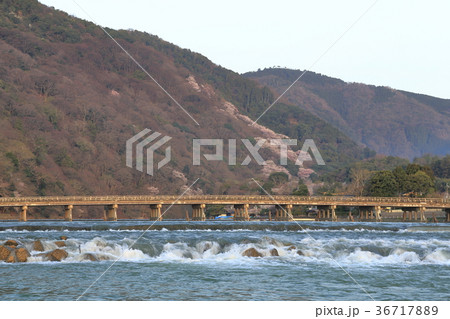 嵐山の桜と渡月橋 嵐山の桜と渡月橋 36717889