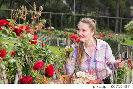 young woman with long curly hair smells roses flower outdoor 36719487