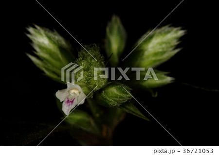 自然　植物　ウロコマリ、がっちりした図体に小さなかわいい花。沖縄の林内でよく見かけます 36721053