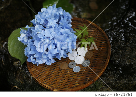 本土寺の銭洗い弁天とあじさいの花 本土寺の銭洗い弁天とあじさいの花 36721761