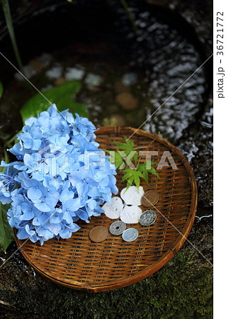 本土寺の銭洗い弁天とあじさいの花 本土寺の銭洗い弁天とあじさいの花 36721772