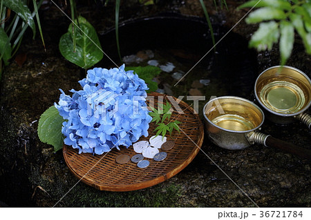 本土寺の銭洗い弁天とあじさいの花 本土寺の銭洗い弁天とあじさいの花 36721784