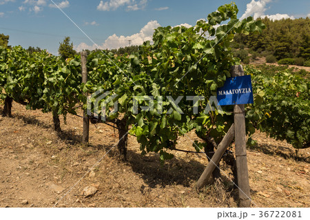 Grape vine with berries ripening under the sun in 36722081
