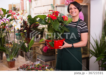 Female florist in the gardening store . Female florist in the gardening store . 36723591