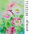 水彩ポピー白とピンク色ハナビシソウ手描きお花 36723711