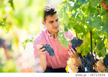 worker at grape farm worker at grape farm 36723926