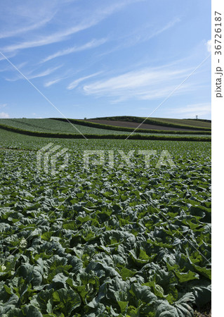 嬬恋のキャベツ畑 36726187