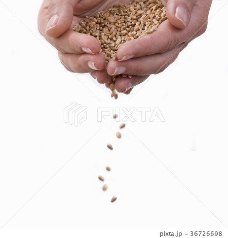 36726698