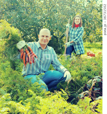 couple harvesting carrots couple harvesting carrots 36731502