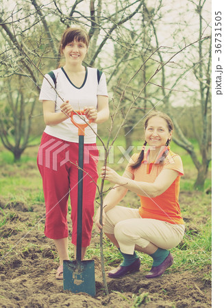 Two women making orchard Two women making orchard 36731505
