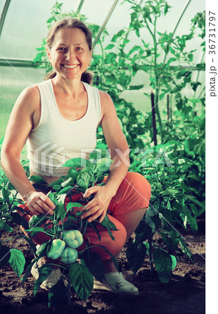 woman is picking of pepper woman is picking of pepper 36731797