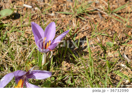 植物：サフラン　アヤメ科 36732090