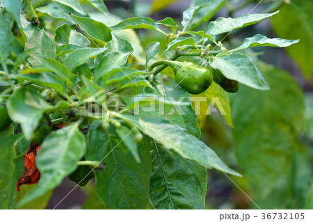 植物:ハバネロ ナス科 植物:ハバネロ ナス科 36732105
