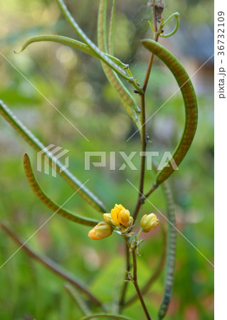 樹木：オオバハブソウ　マメ科 36732109