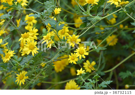 植物:シマカンギク キク科 植物:シマカンギク キク科 36732115