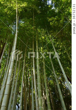 樹木：モウソウチク　タケ科 36732131