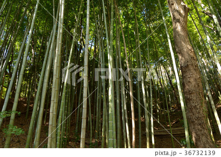 樹木：モウソウチク　タケ科 36732139
