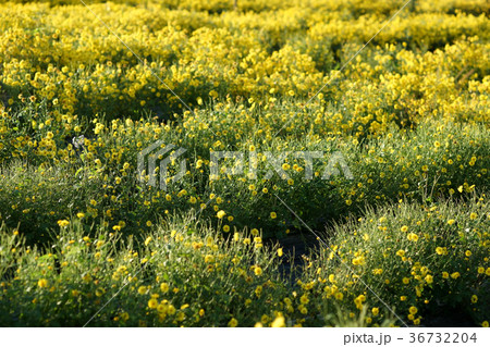 yellow chrysanthemum flower in the field 36732204
