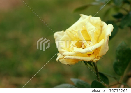 Rose in the garden 36732265