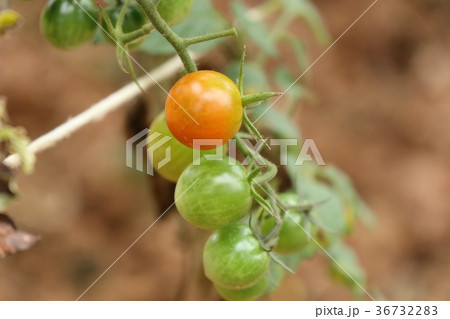 Branches of cherry tomato 36732283