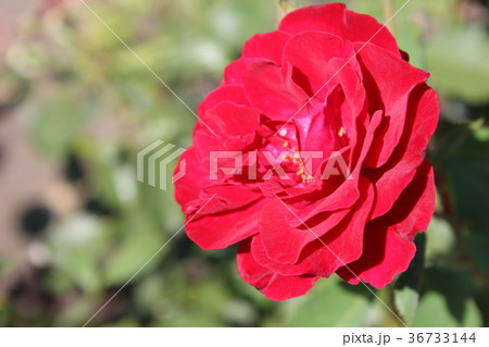 Red Roses in the Garden of the Rosary Red Roses in the Garden of the Rosary 36733144
