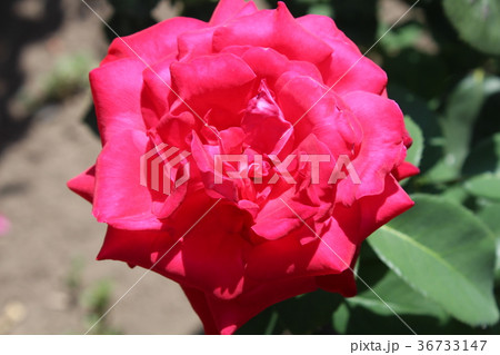 Red Roses in the Garden of the Rosary Red Roses in the Garden of the Rosary 36733147