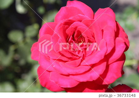 Red Roses in the Garden 36733148