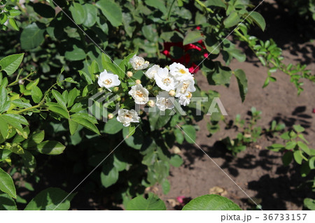 White rose briar White rose briar 36733157