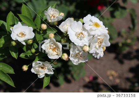 White rose briar 36733158