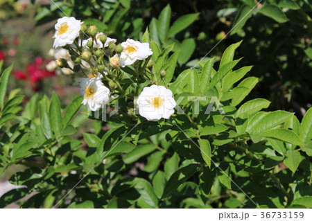 White rose briar White rose briar 36733159