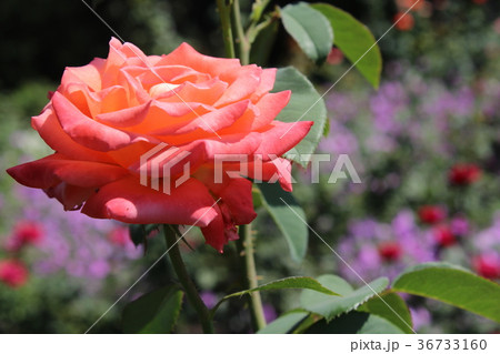 Roses in my garden 36733160