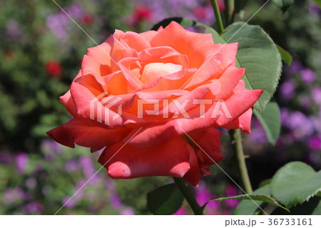 Roses in my garden 36733161