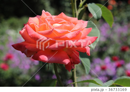 Roses in my garden Roses in my garden 36733169