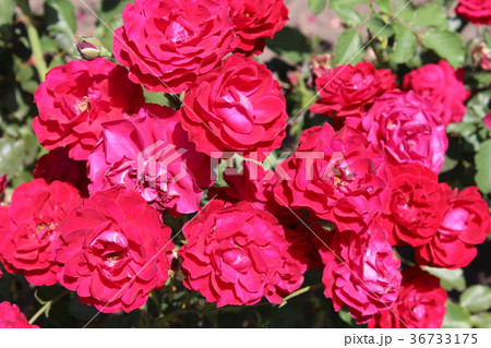 Roses in my garden Roses in my garden 36733175