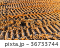 建設現場　タイヤ跡 36733744