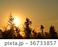 野草と夕日 36733857