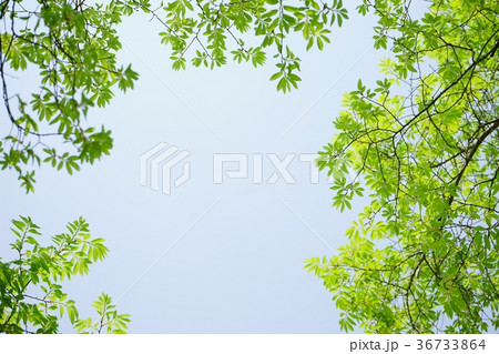 若葉のフレーム1 若葉のフレーム1 36733864