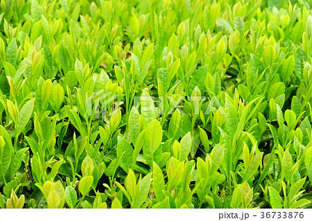 お茶の葉 36733876