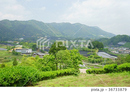 爽やかな和束の五月１ 36733879