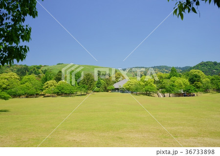 奈良公園・春日野園地の春７ 36733898