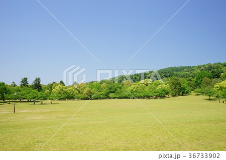 奈良公園・春日野園地の春１ 36733902
