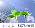 若葉とオフィスビル 36734045