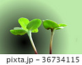 若葉　緑の背景 36734115