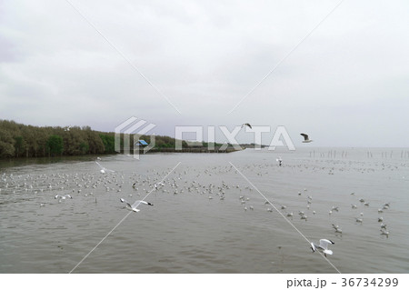 Mangrove forest with seagull and sea Mangrove forest with seagull and sea 36734299