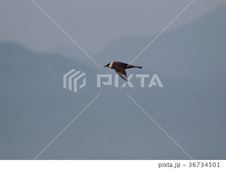 トウゾクカモメの飛翔 トウゾクカモメの飛翔 36734501