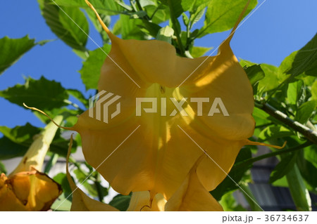 キダチチョウセンアサガオ 36734637