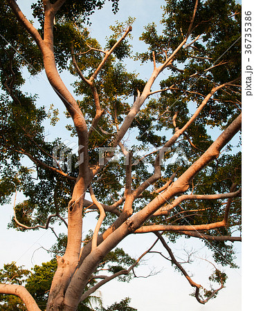 Beautiful old big tree with golden evening light Beautiful old big tree with golden evening light 36735386