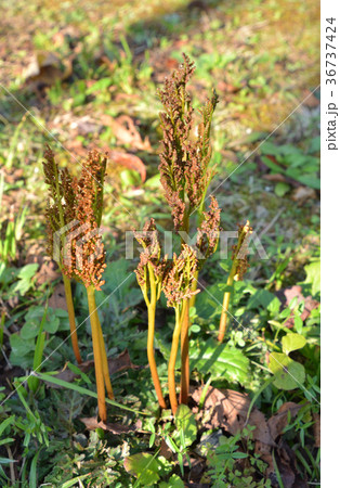 植物：フユノハナワラビ　ハナヤスリ科 36737424