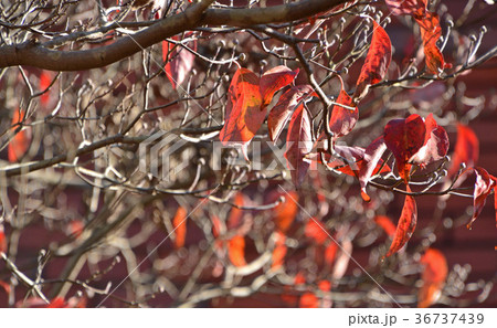 樹木：ハナミズキ　ミズキ科 36737439